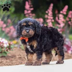 Chase, Cavapoo Puppy